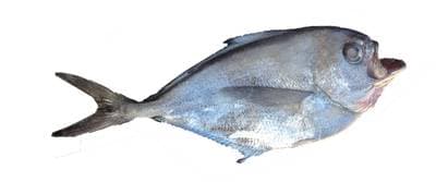 Sydlig havsbaxfisk
