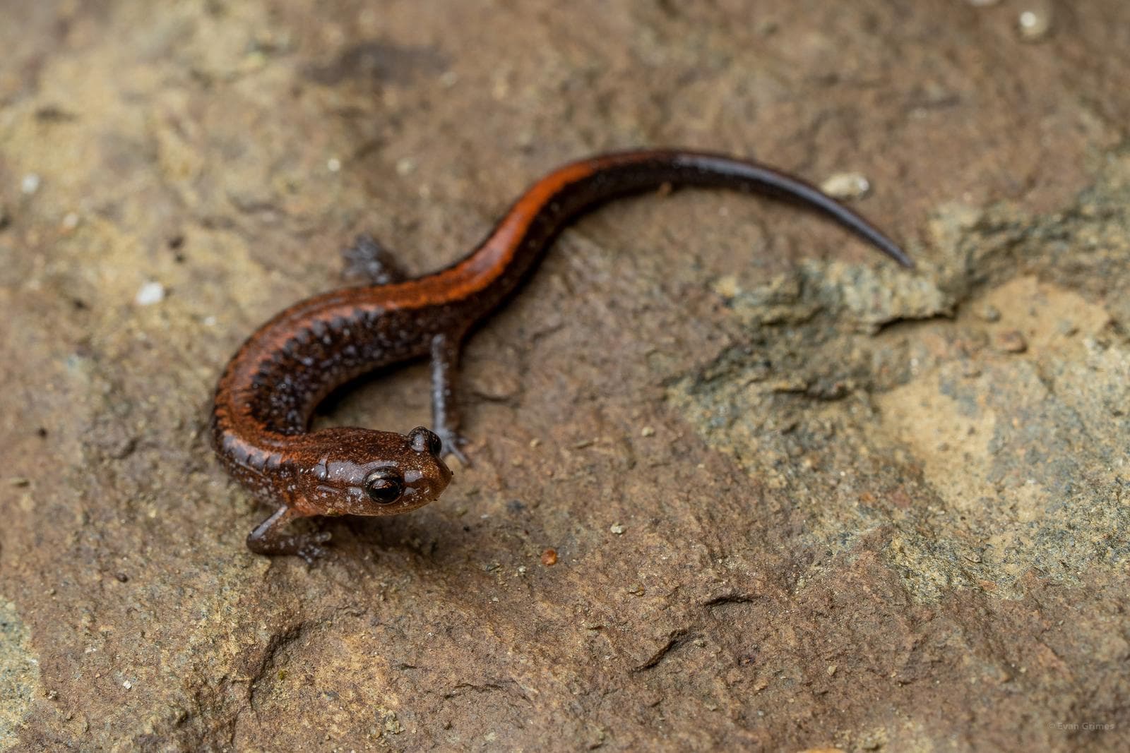 Sydlig rödryggad salamander — 3/3