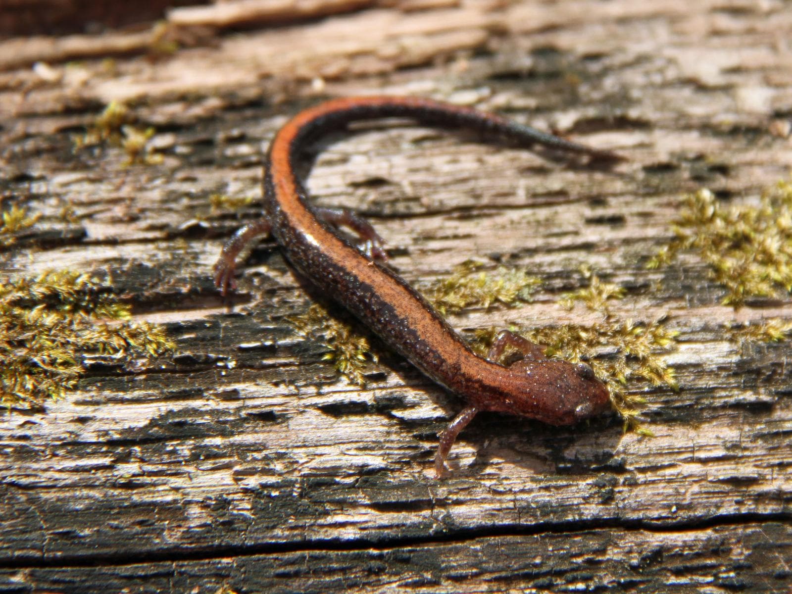 Sydlig rödryggad salamander — 1/3