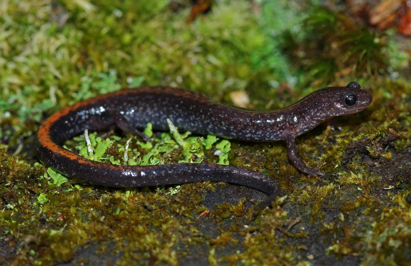 Sydlig rödryggad salamander — 2/3