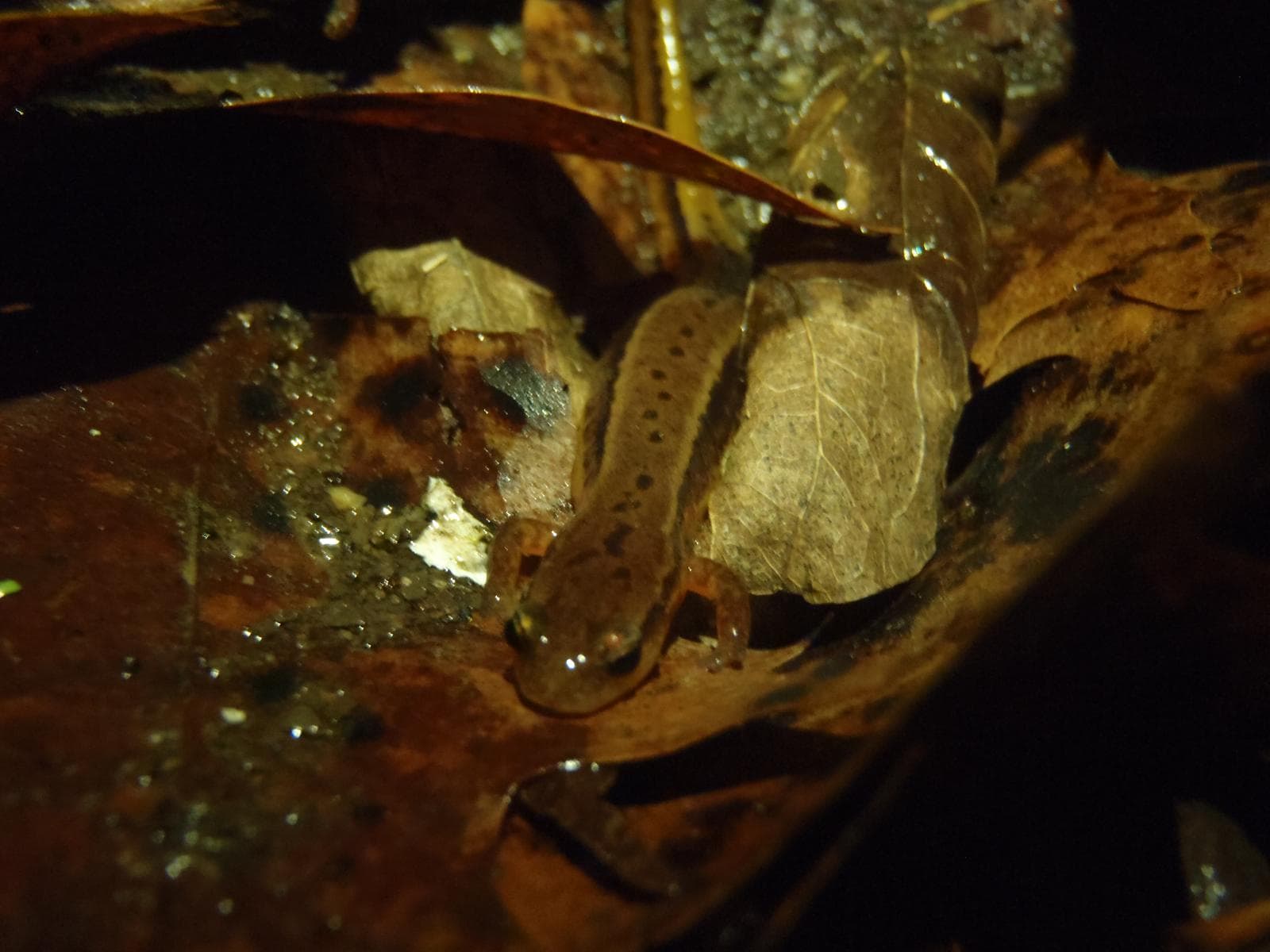 Sydlig tvilinjig salamander — 1/3
