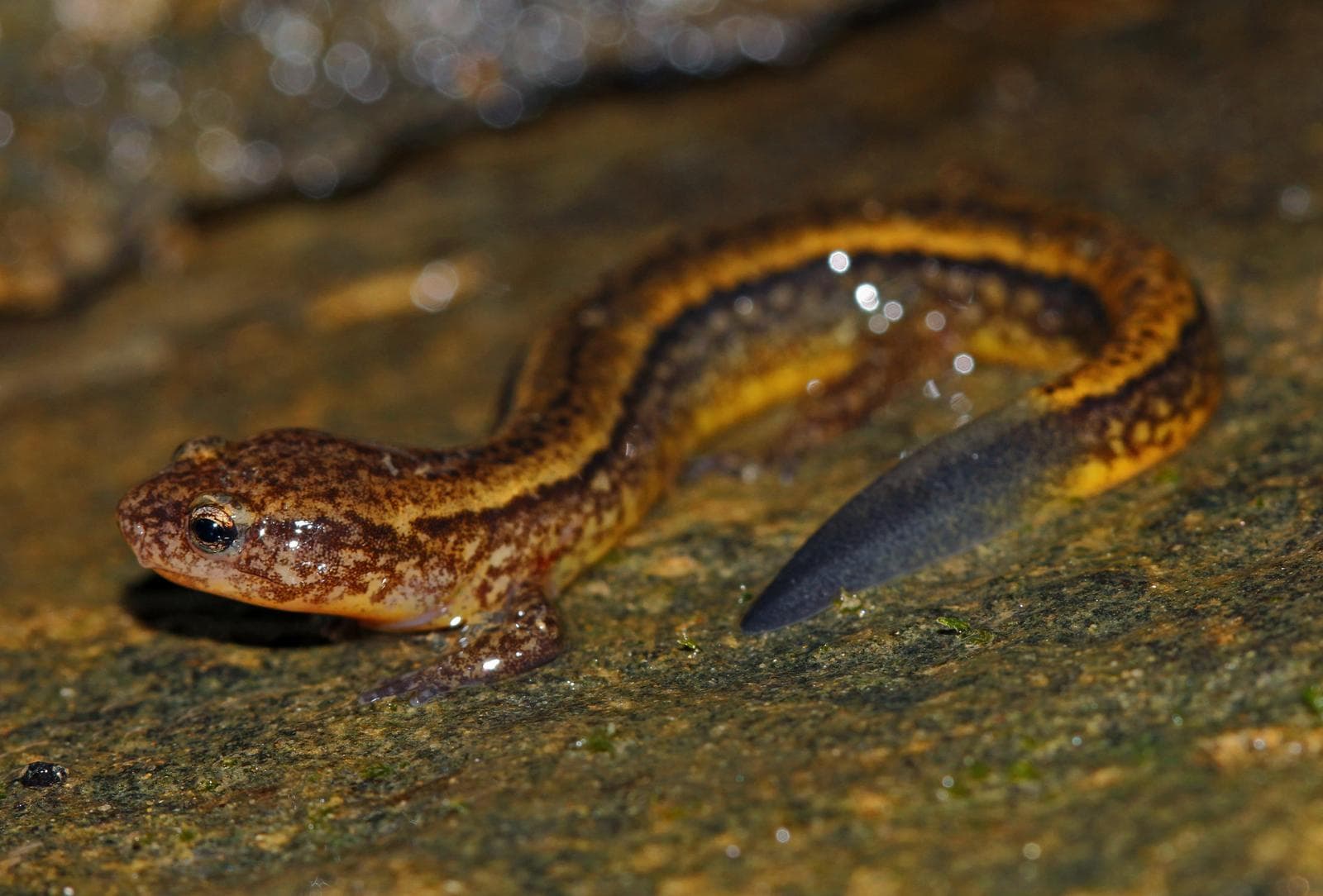 Sydlig tvilinjig salamander — 3/3