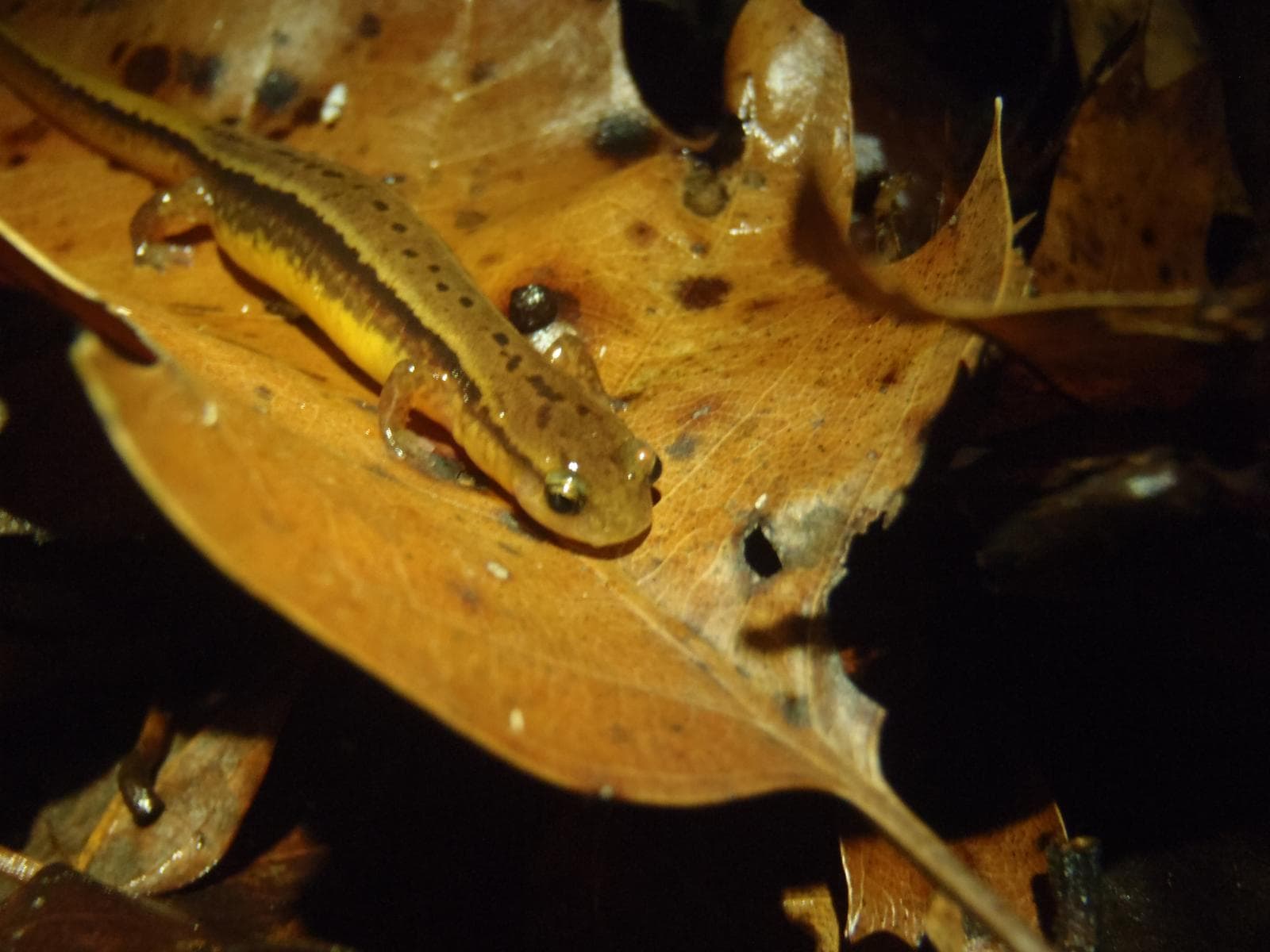 Sydlig tvilinjig salamander — 2/3
