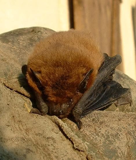 Sydpipistrell — 1/3