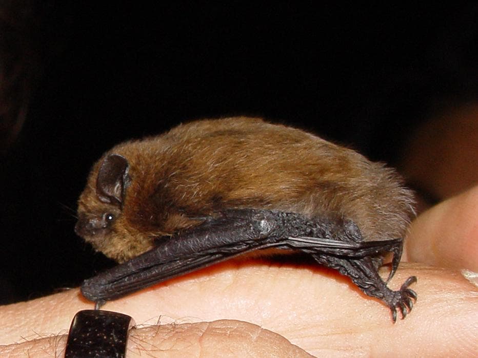 Sydpipistrell — 2/3