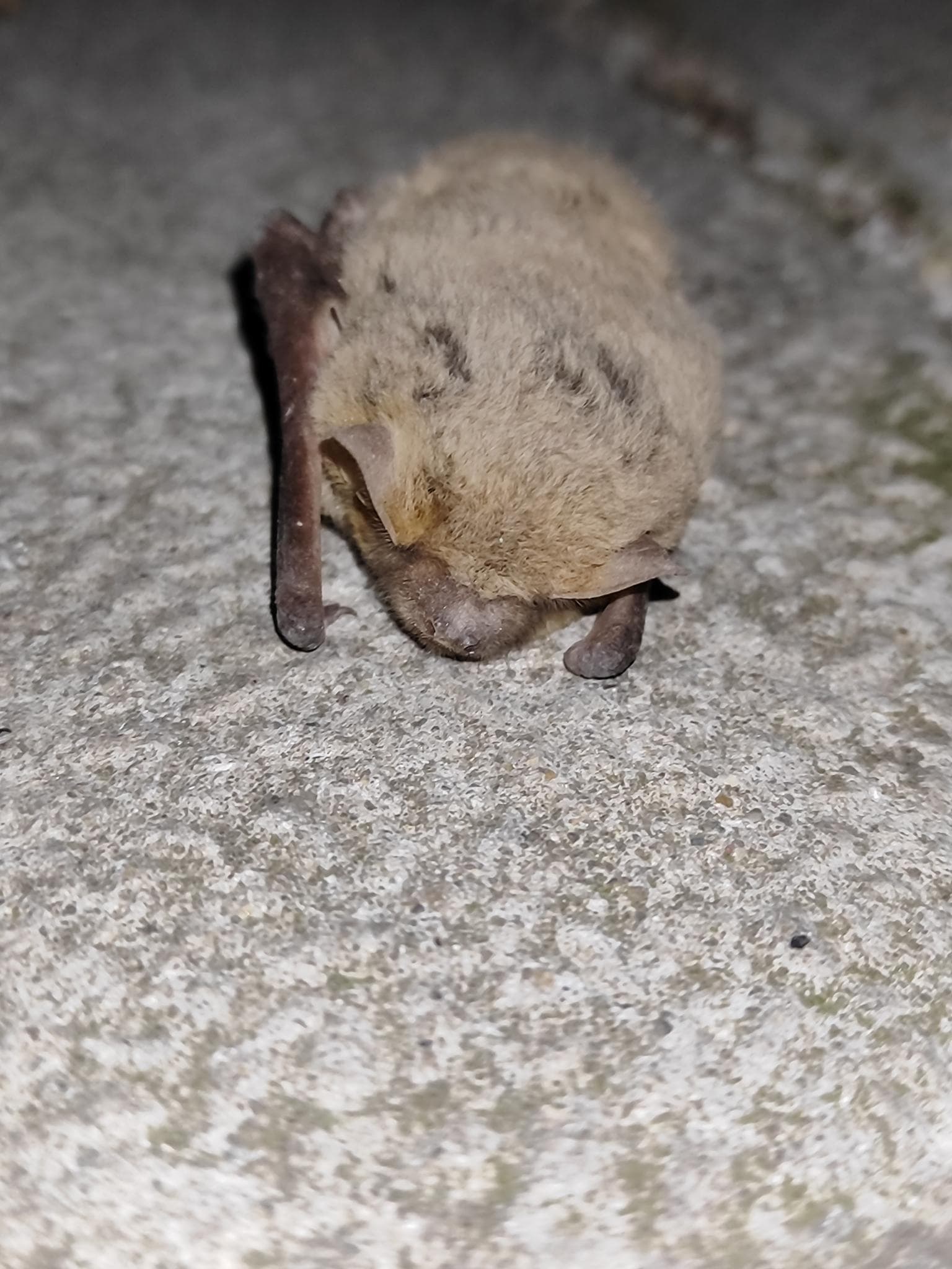 Sydpipistrell — 3/3