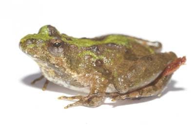 Syrsegroda