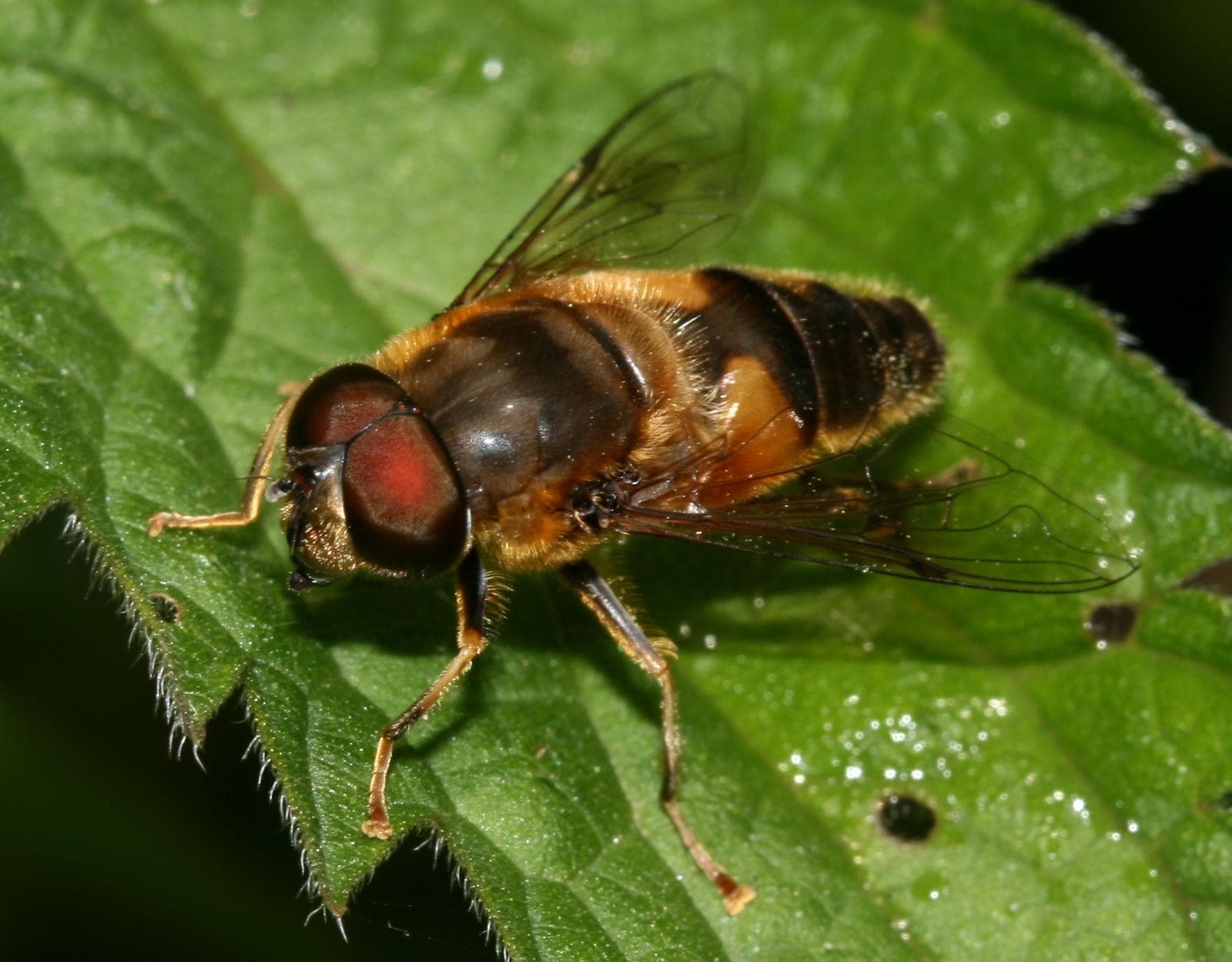 Taigablomfluga — 1/3