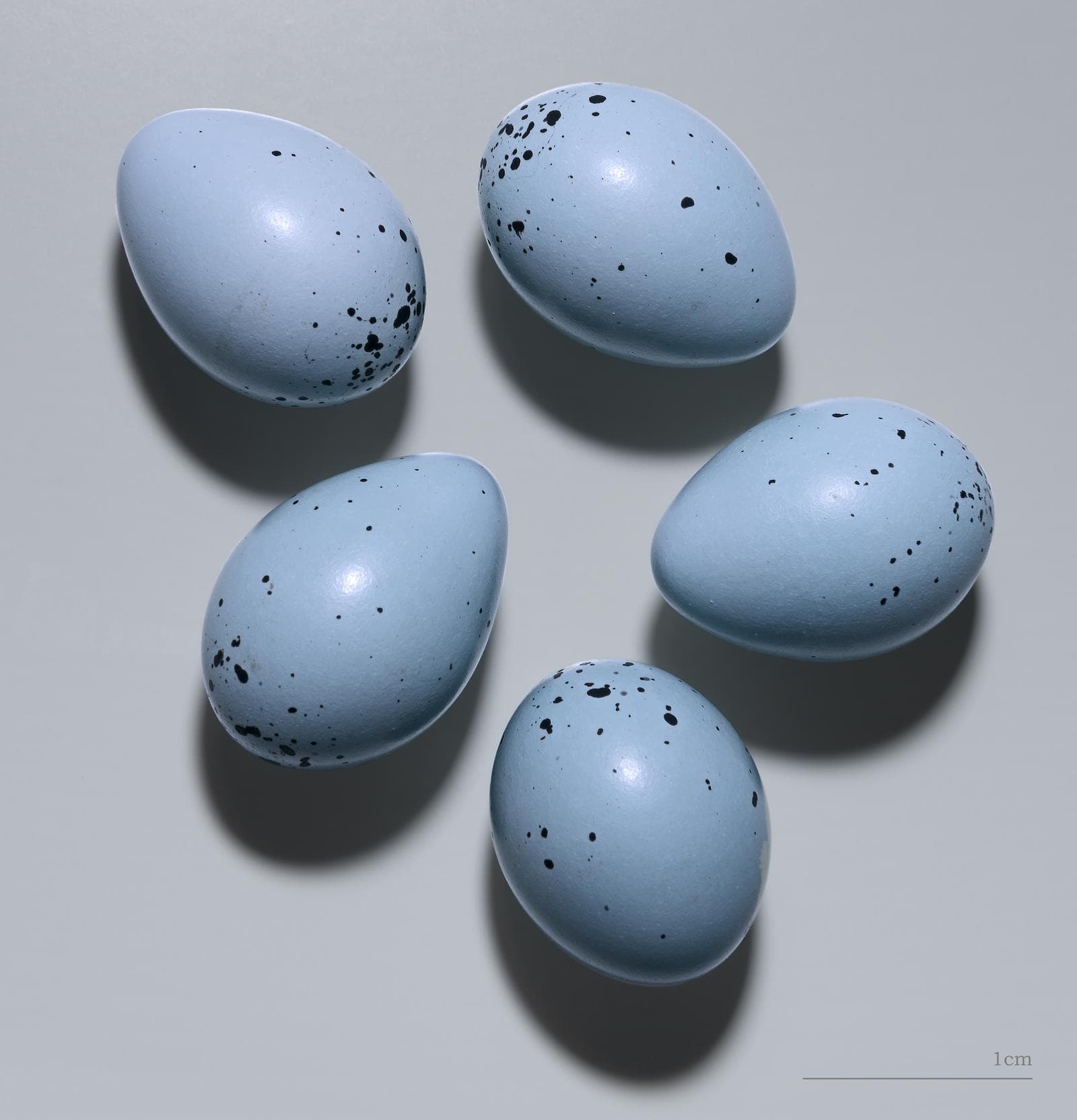 Taltrast — 2/3