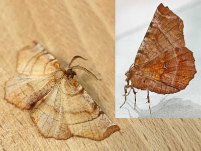 Tidigt tornfly