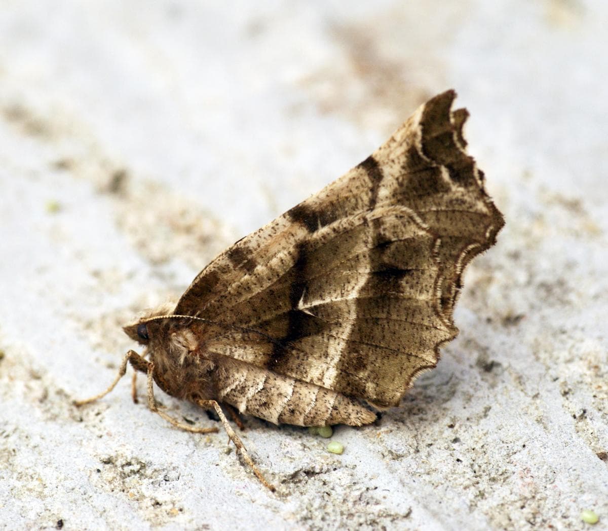 Tidigt tornfly — 2/3