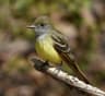 Tofsstrupial