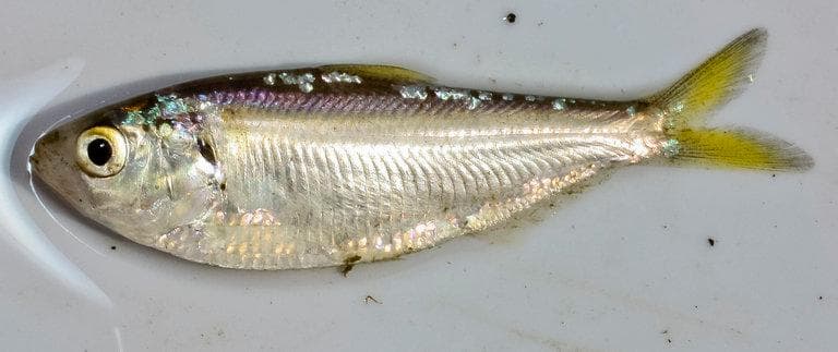 Trådfenad shad — 1/3