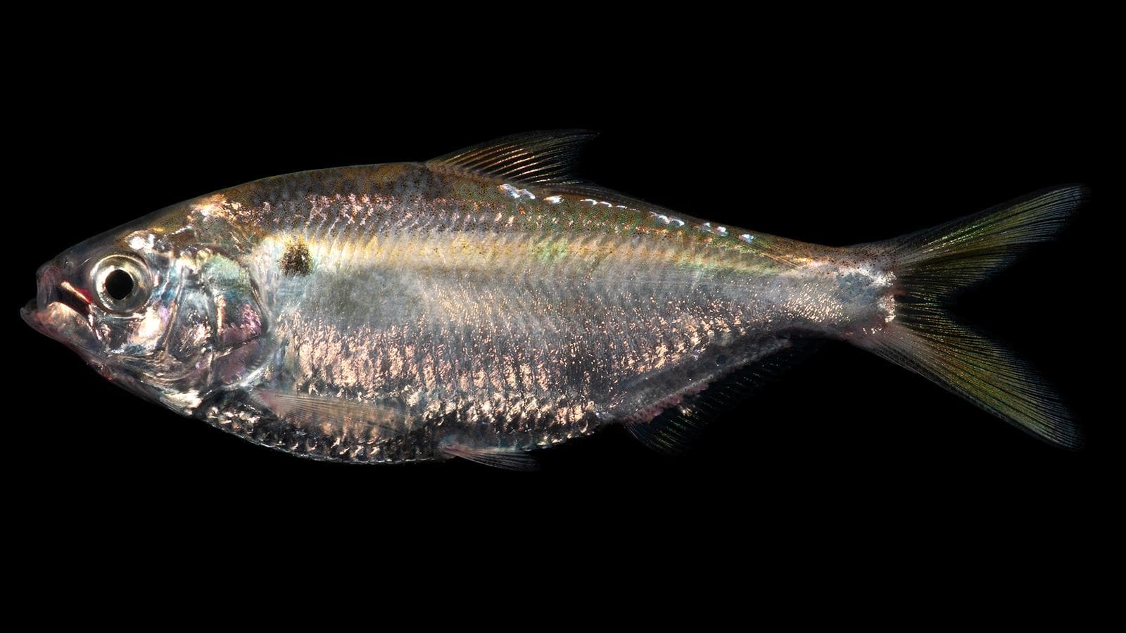 Trådfenad shad — 3/3