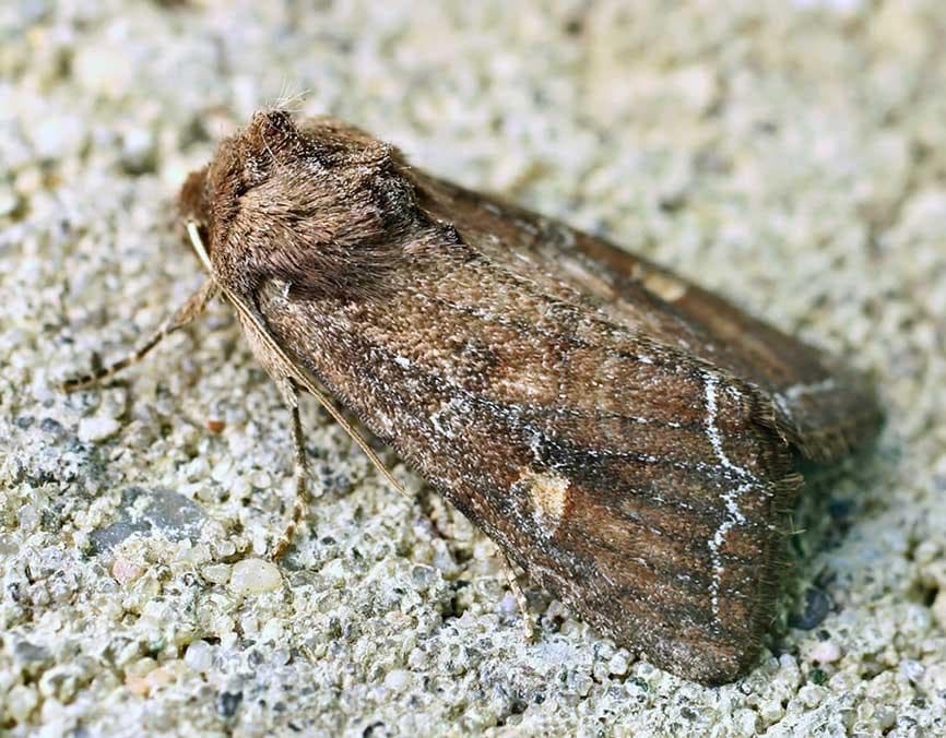 Trädgårdsfly — 1/3