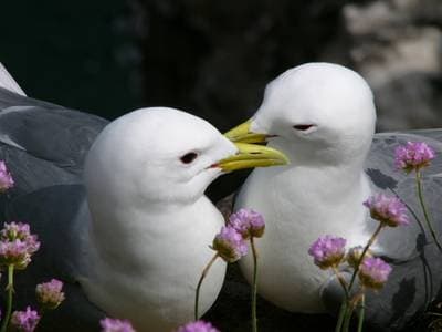 Tretåig mås