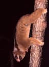 Trögloris
