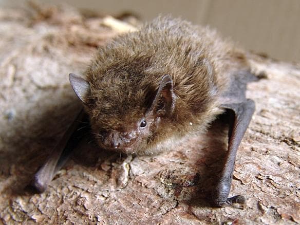 Trollpipistrell — 1/3