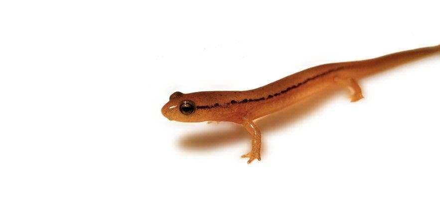 Tvåstrimmig salamander — 3/3