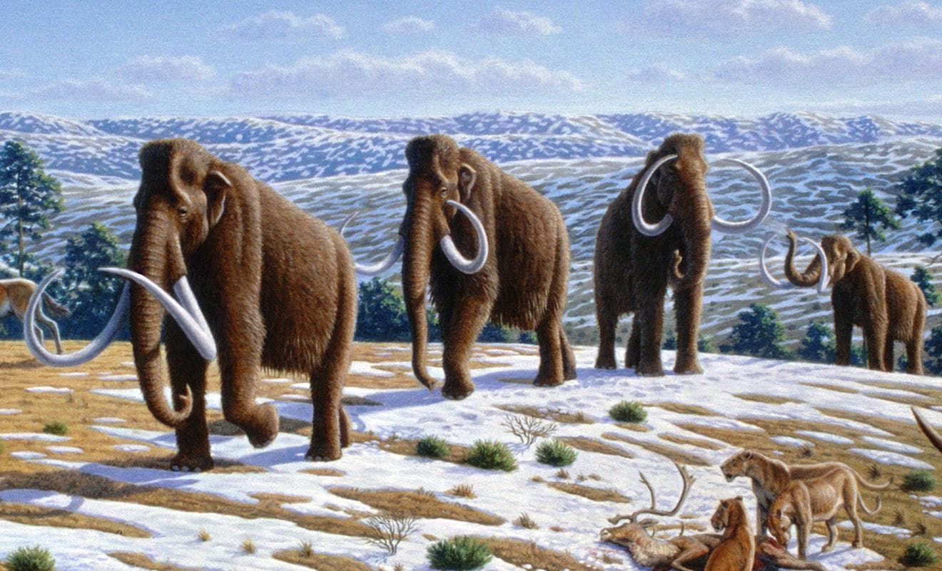 Ullhårig mammut — 1/3