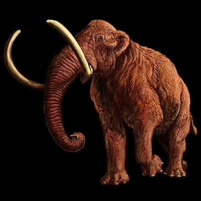 Ullhårig mammut — 2/3