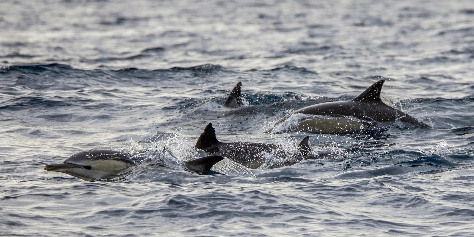 Vanlig delfin — 2/3