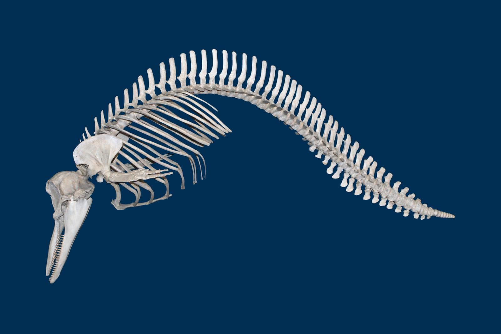 Vanlig delfin — 1/3