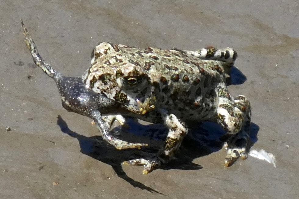 Västlig paddgroda — 3/3