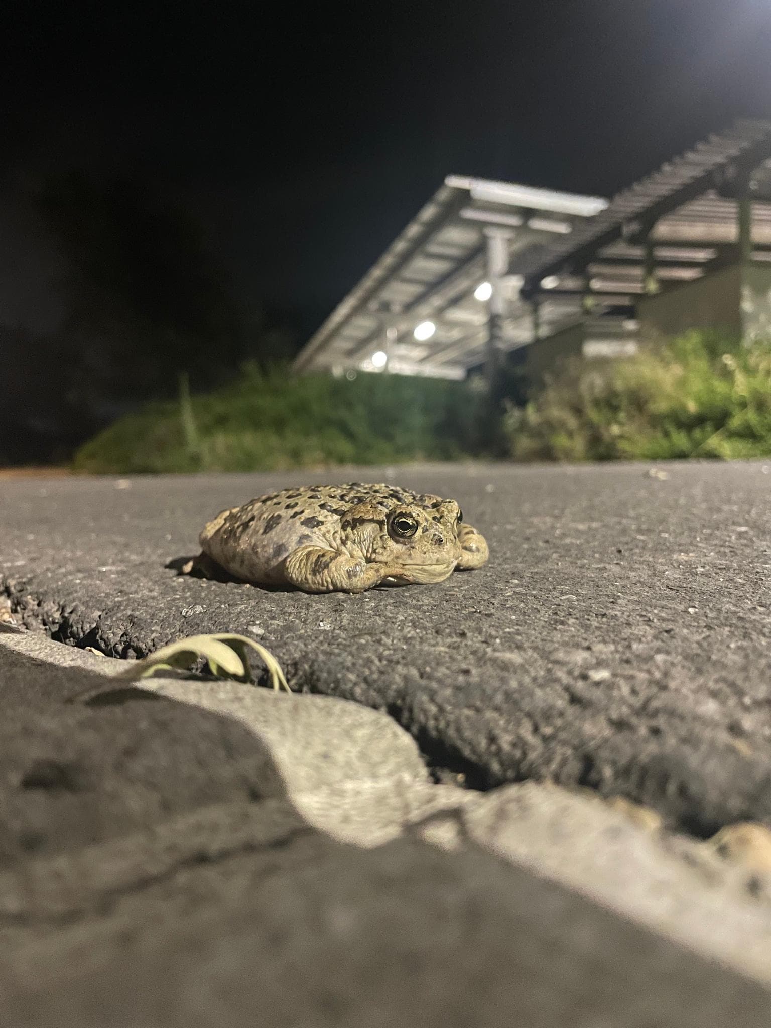 Västlig paddgroda — 1/3