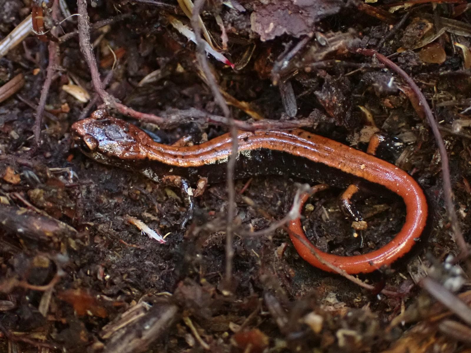 Västlig rödryggsalamander — 3/3