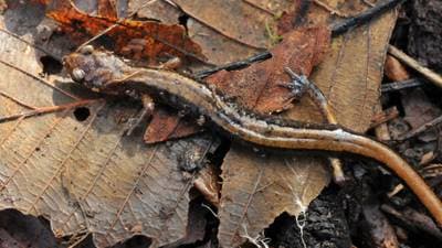 Västlig rödryggsalamander