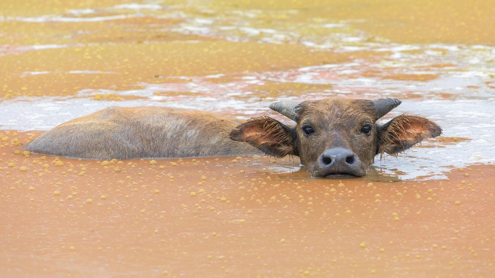 Vattenbuffel — 3/3