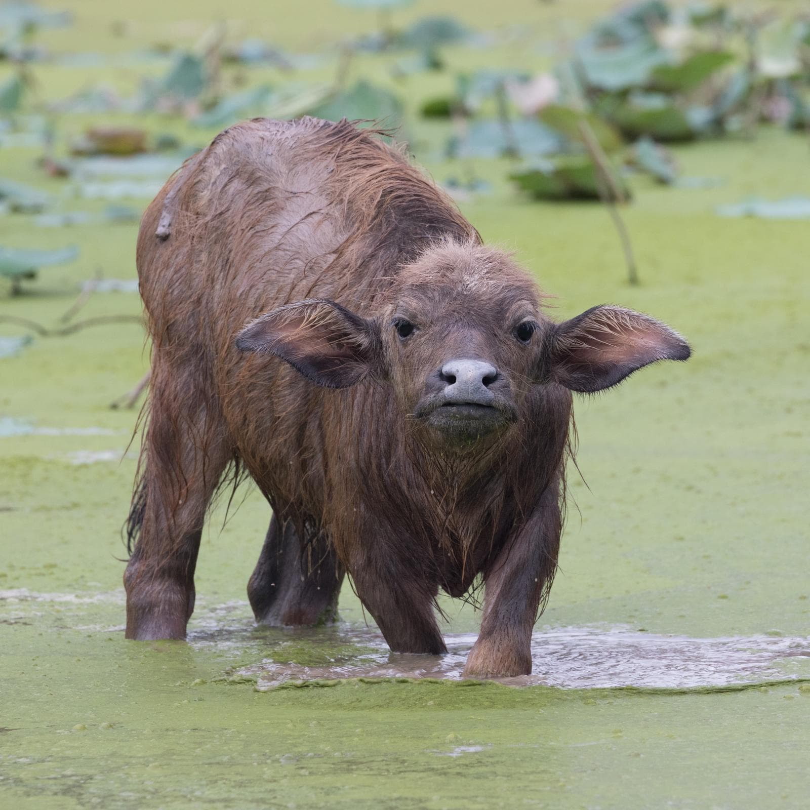 Vattenbuffel — 2/3