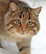 Europeisk vildkatt