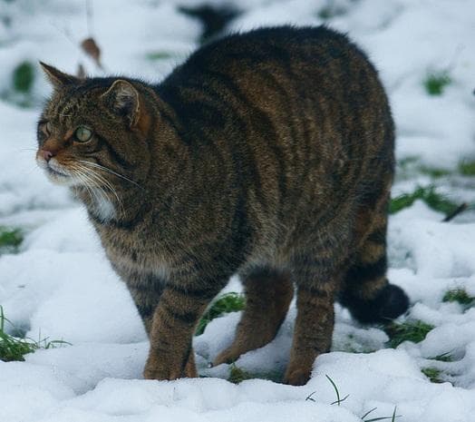 Europeisk vildkatt — 3/3