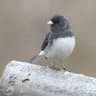 Vinterjunco