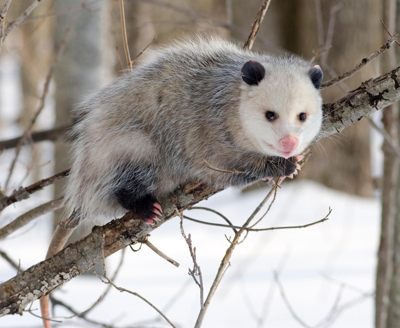 Virginiaopossum — 1/3