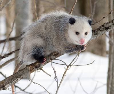 Virginiaopossum