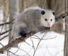 Virginiaopossum
