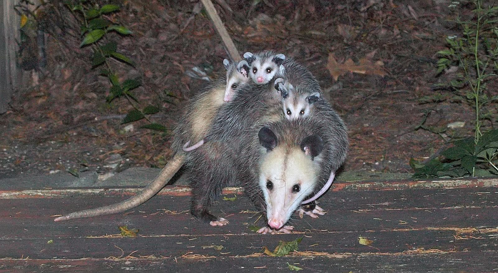 Virginiaopossum — 2/3