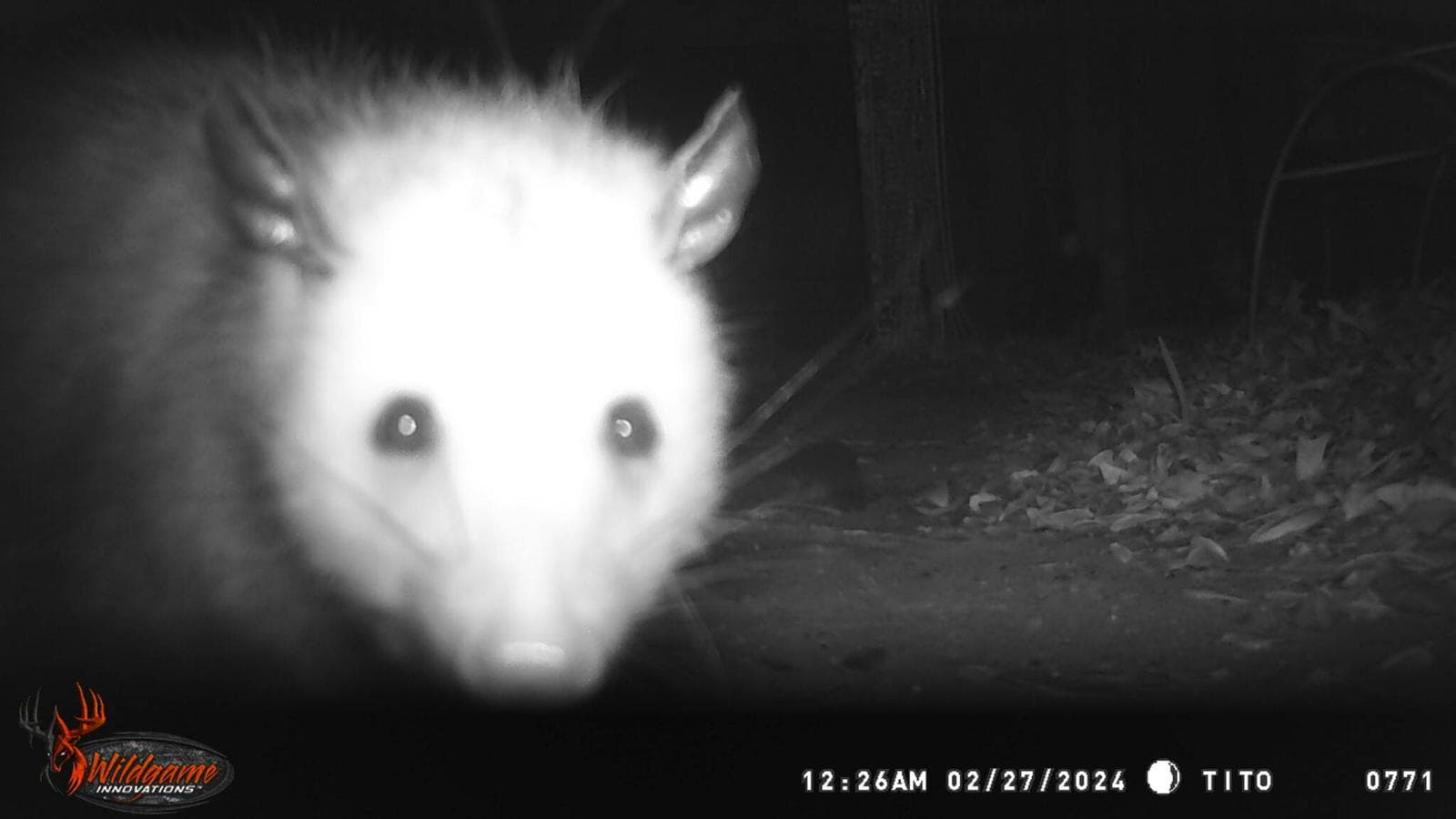 Virginiaopossum — 3/3