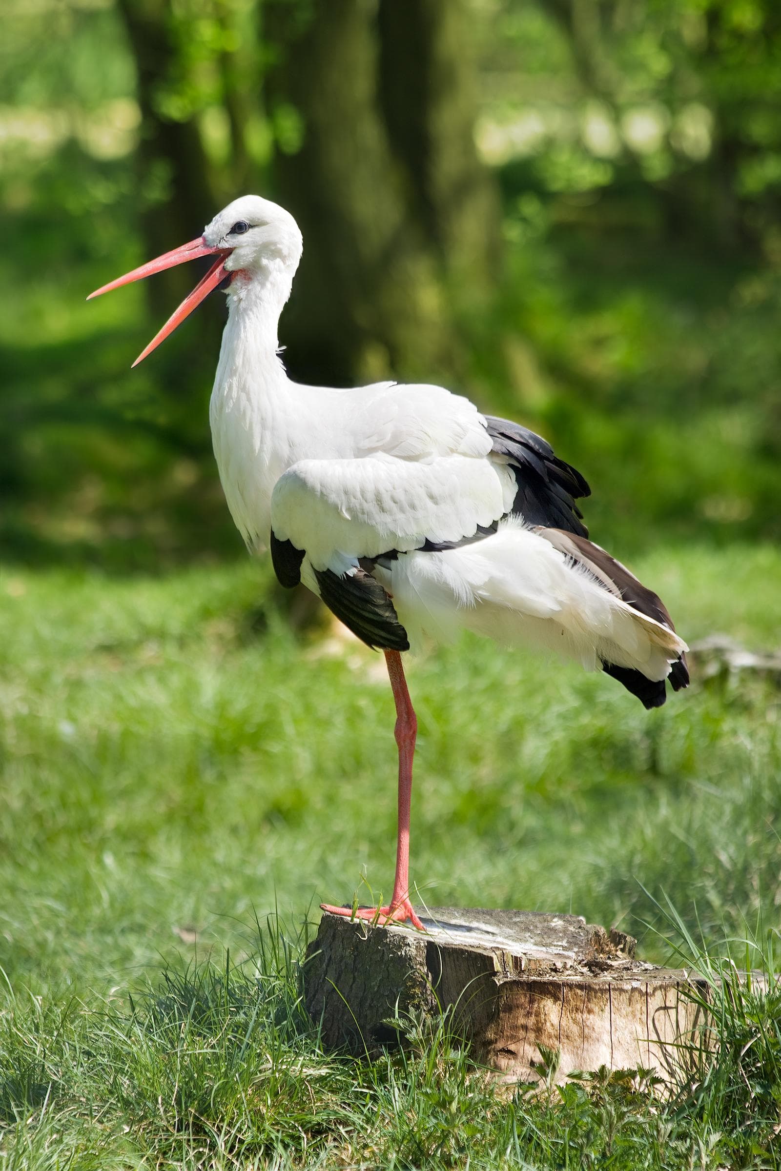 Vit stork — 2/3
