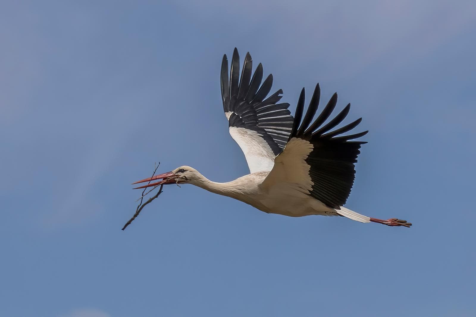 Vit stork — 1/3