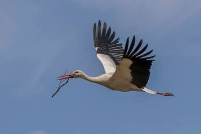 Vit stork