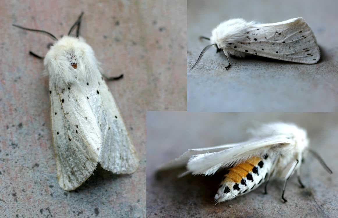 Vit tigerspinnare — 1/3