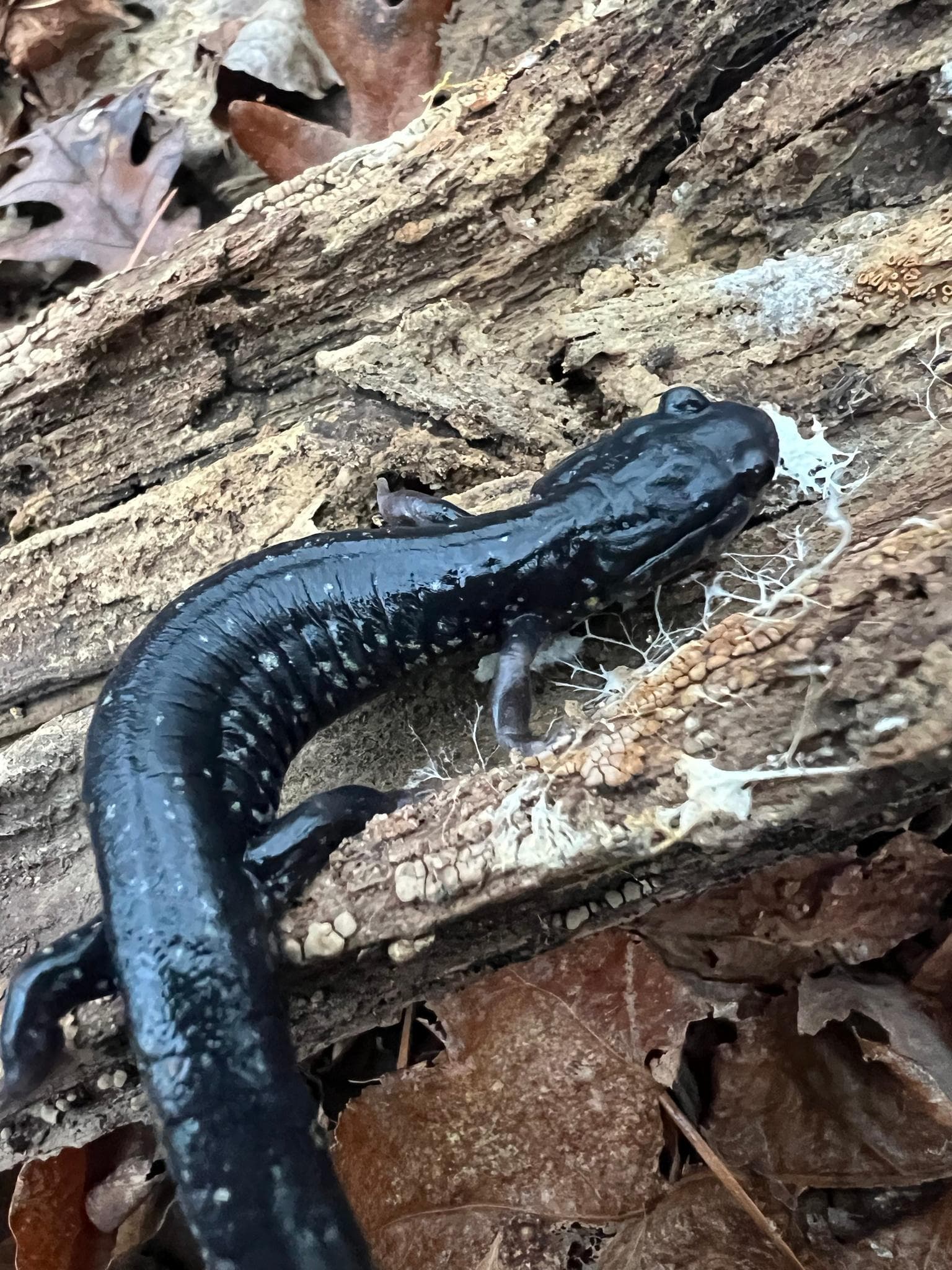 Vitfläckig slamsalamander — 2/3