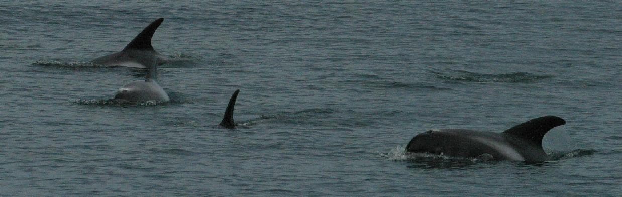 Vitnosdelfin — 1/3