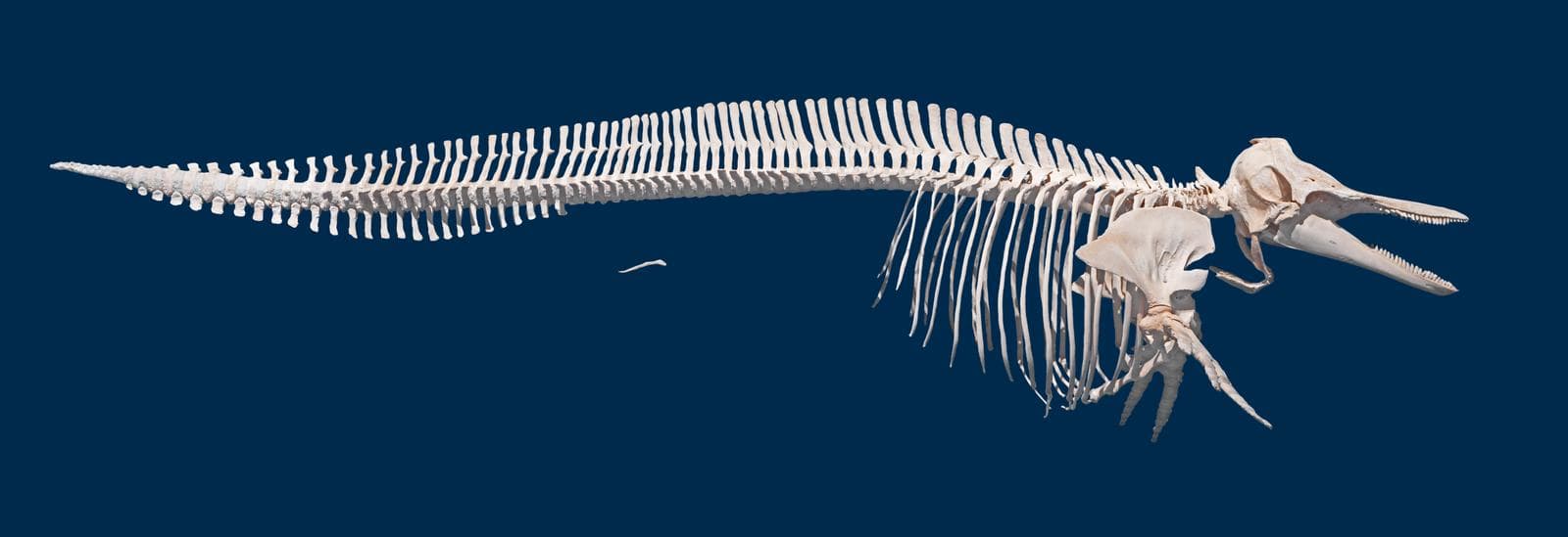 Vitnosdelfin — 2/3