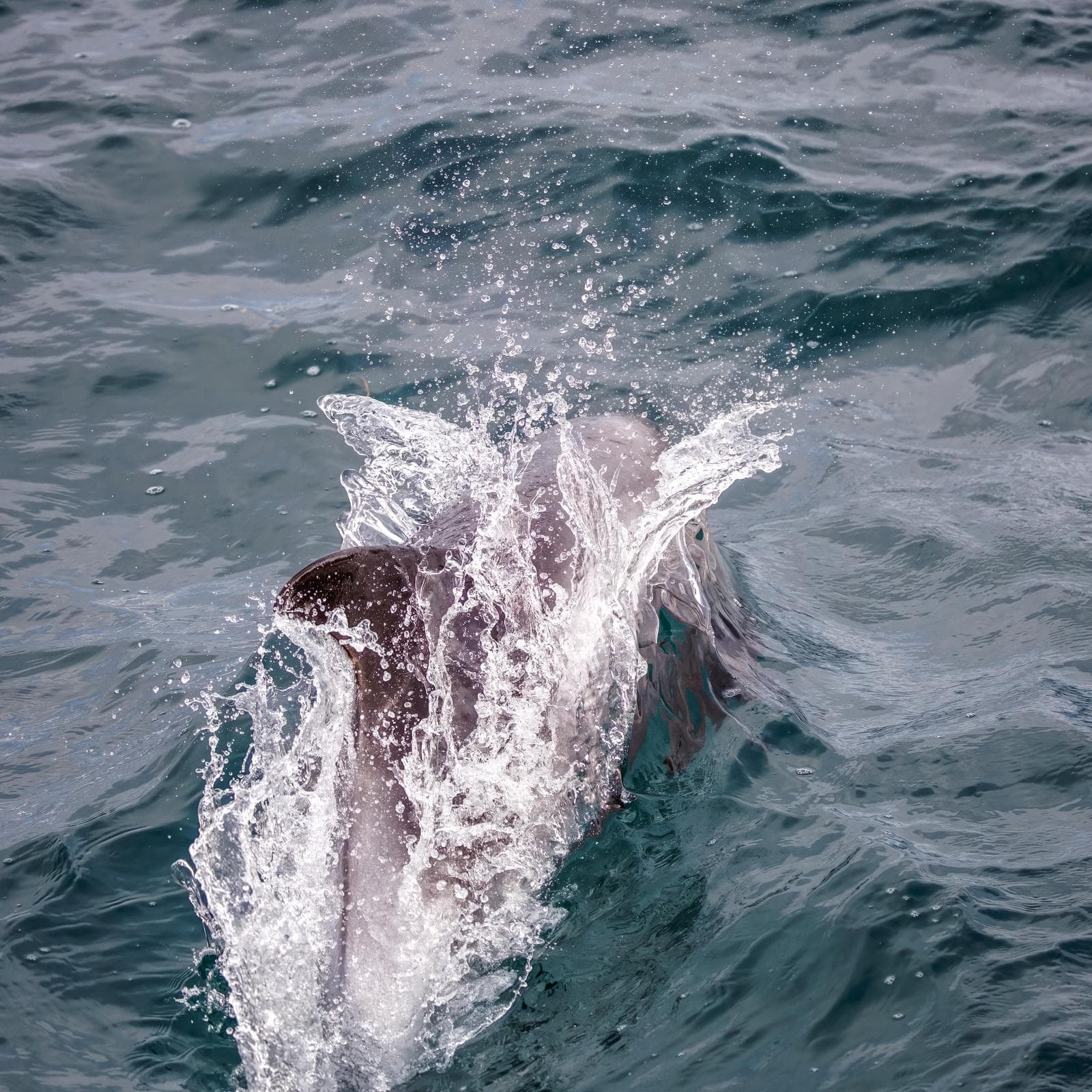 Vitnosdelfin — 3/3