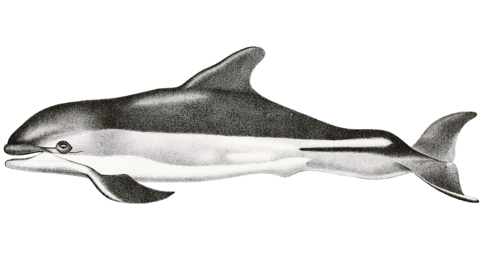 Vitstrupig delfin — 2/3